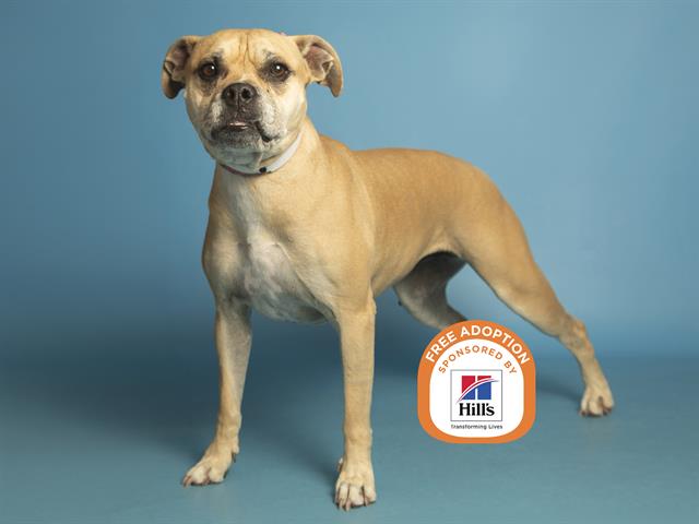 Image of Layla the dog