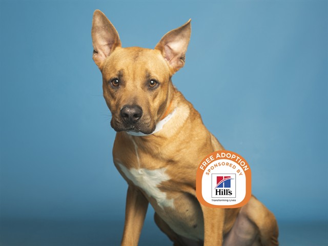 Image of Junior the dog