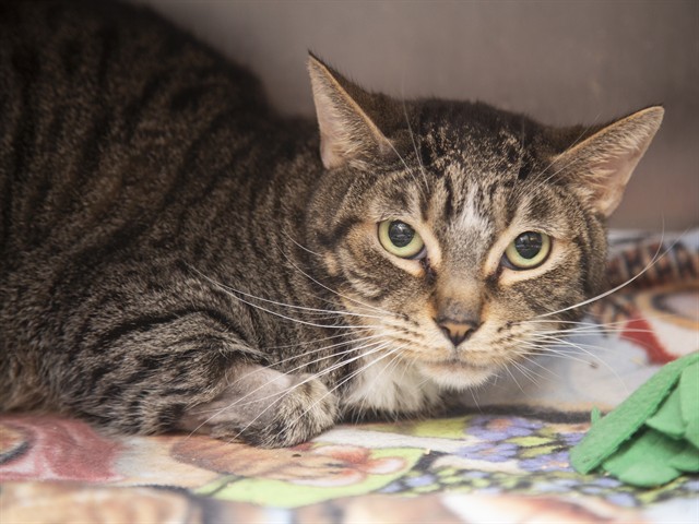 Image of Max the cat