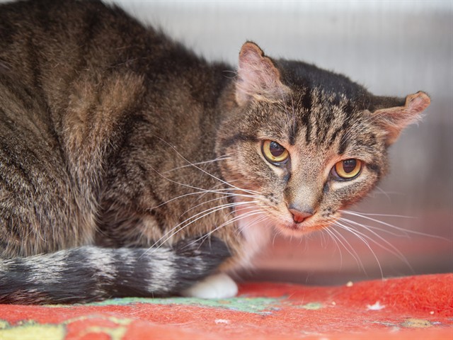 Image of Don Carlos the cat