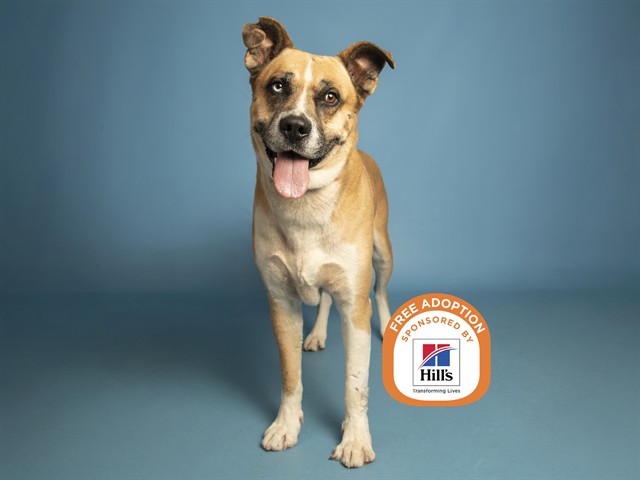 Image of Goose the dog