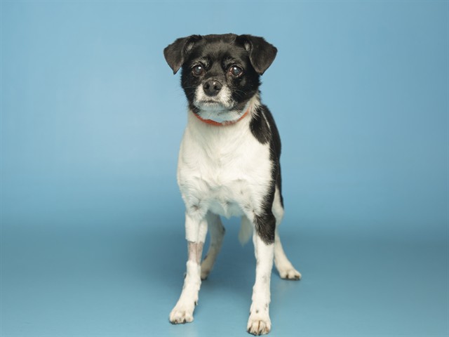 Image of Domino the dog