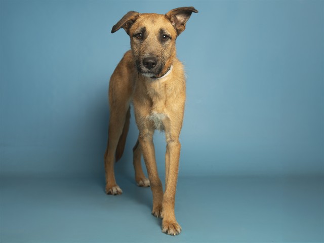 Image of Elliot the dog