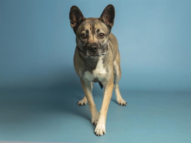 Image of Avril the dog