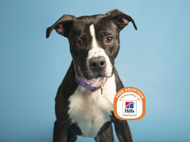 Image of Jazzy the dog