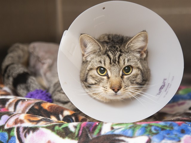 Image of Zigzag the cat