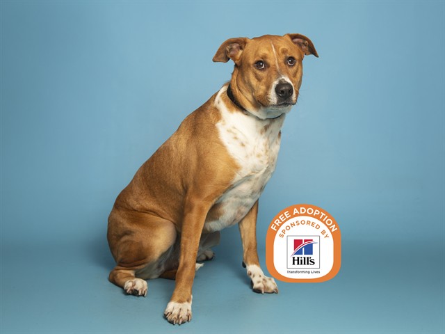 Image of Violet the dog