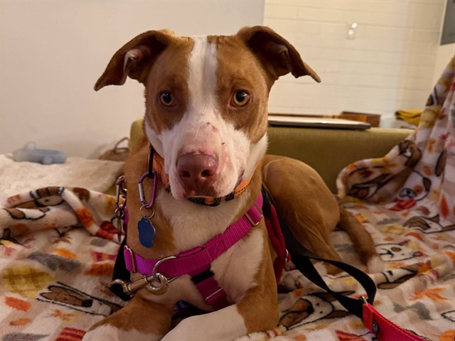 Image of Red the dog