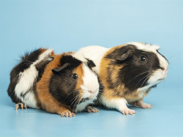 Image of Lovebug the rodent