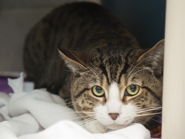 Image of Turbo the cat