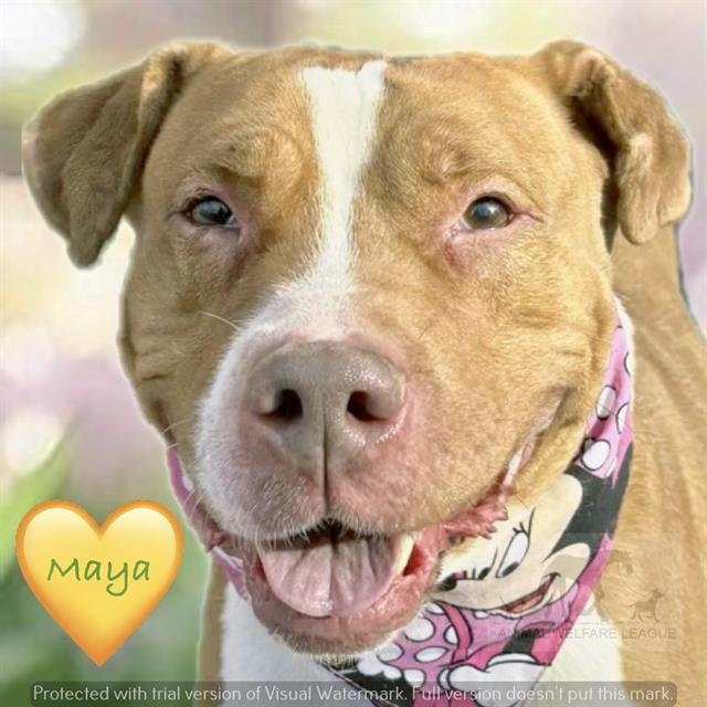 MAYA, adoptable senior Staff Terrier A