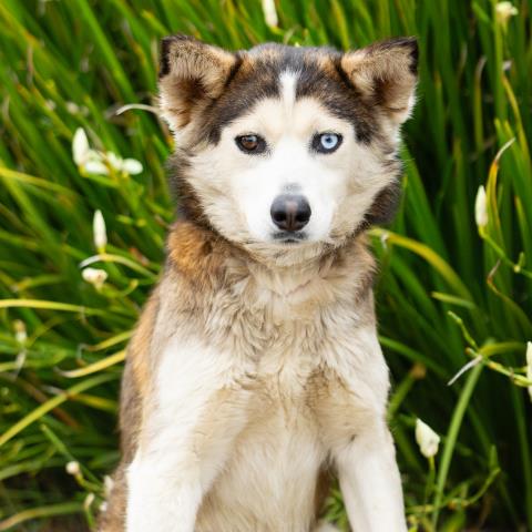 Sherry Baby - A878845