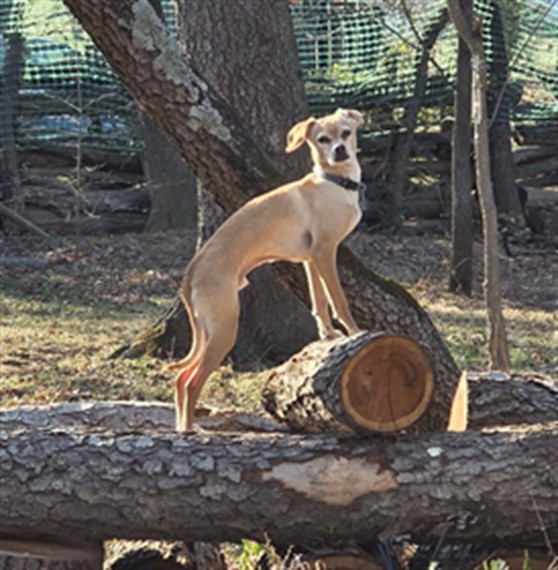 Image_A098144