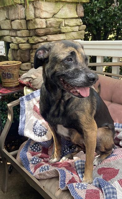 HOLLY, adoptable senior dog