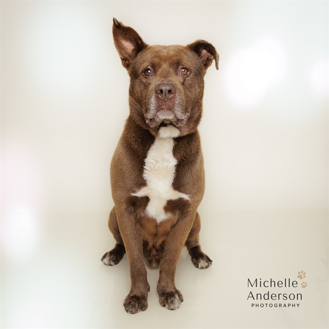PADDINGTON, adoptable senior Staffordshire Bull Terrier mix