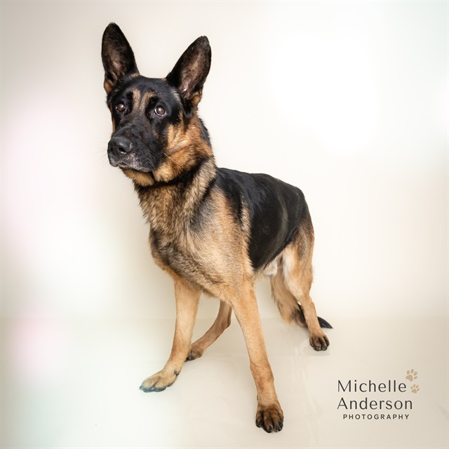 KING, adoptable senior German Shepherd Dog