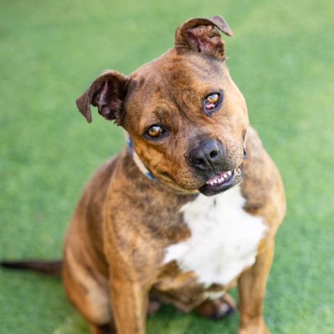 Dolly Parton - A879493