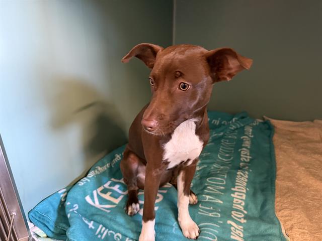 Hazel - A876516