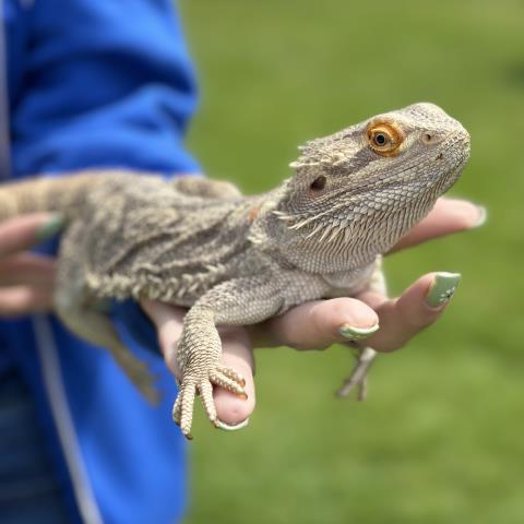 Sabrina Carpenter - A879780