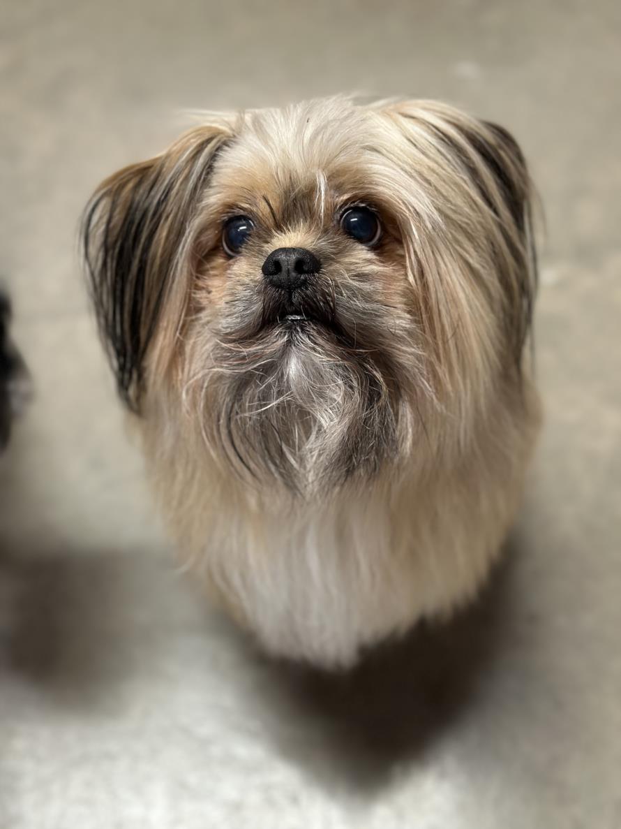Shih Tzu