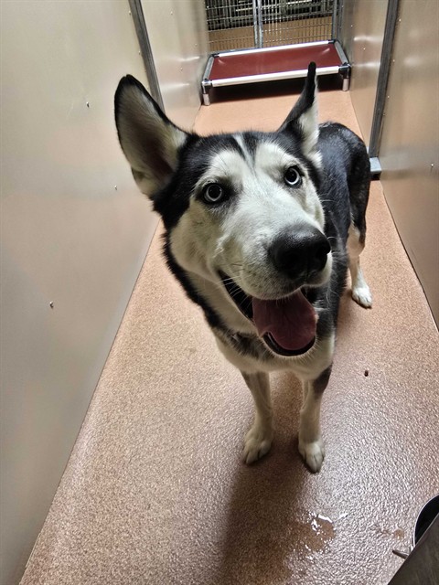 Image_A233051