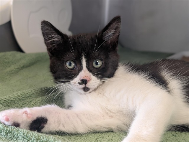 No Name - A880739