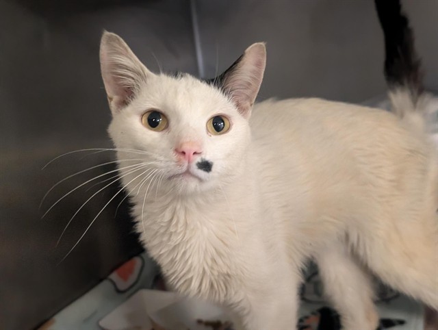 Jesse Grant - A880667
