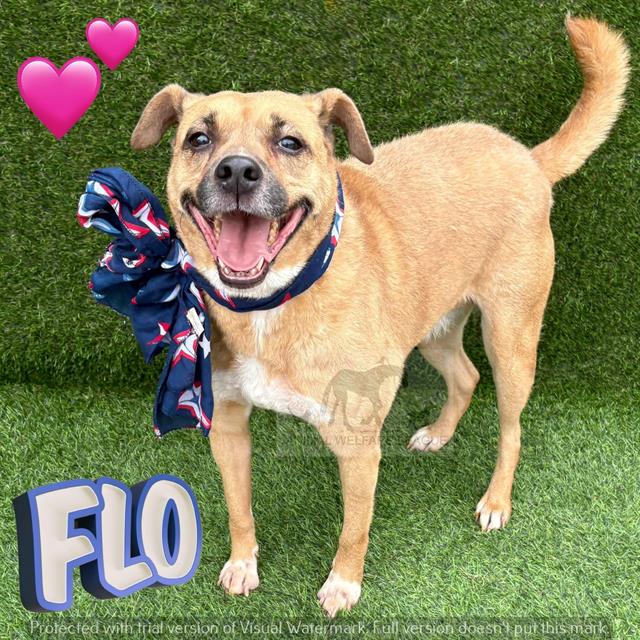 FLO, adoptable senior Staff Terrier A mix