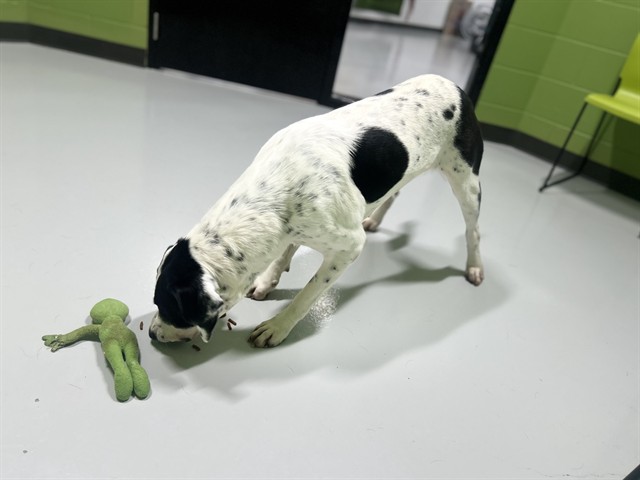 Image_A078675