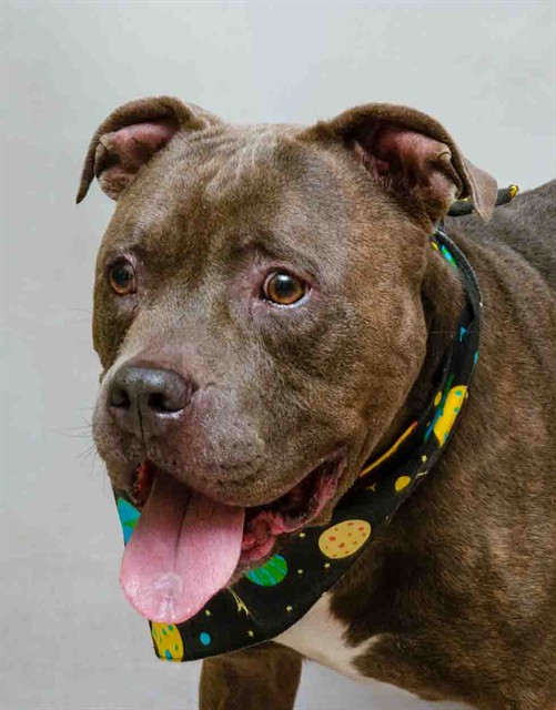 Image_A393218