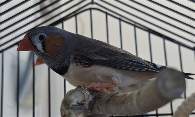 Image_A080960
