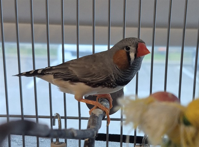 Image_A080962