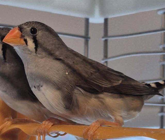 Image_A080966