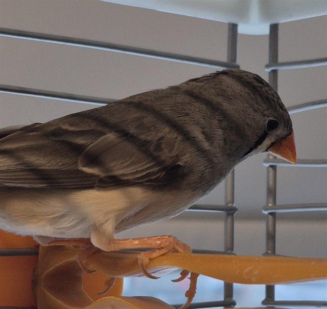 Image_A080968