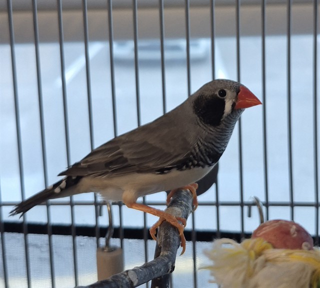 Image_A080964