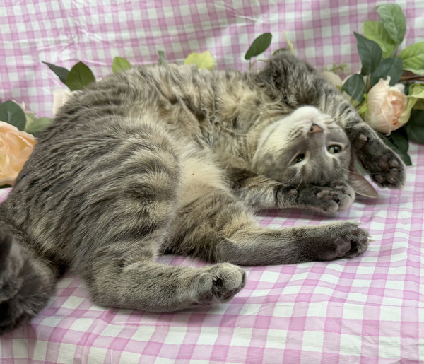 Image_A569369