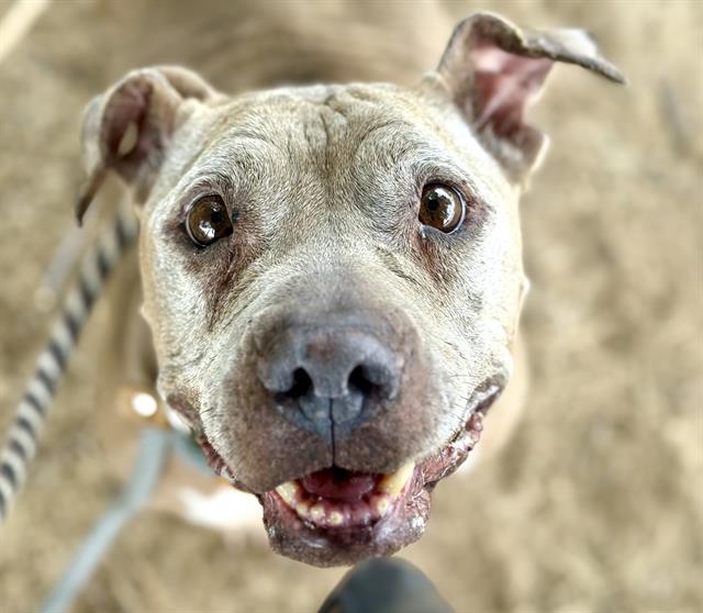 Margaret*, adoptable senior dog
