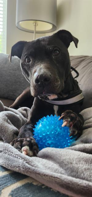 NINA, adoptable senior Pit Bull Terrier