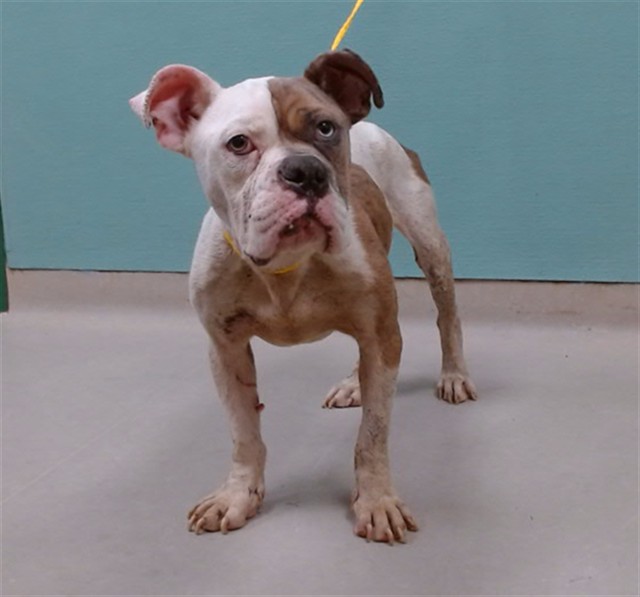Image_A562520