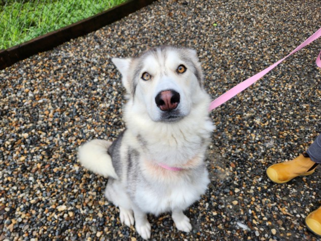 Gracie