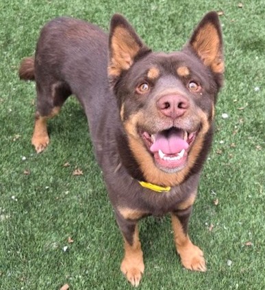 Image_A306315
