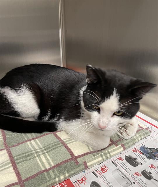 Image_A213298