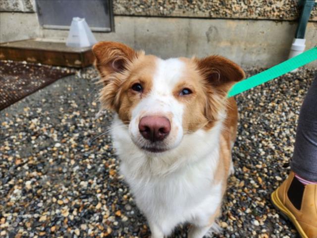 Corgi