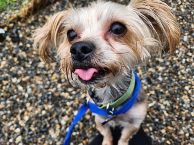 Yorkshire Terrier