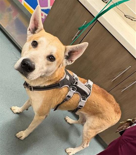 CASPIAN, adoptable senior German Shepherd Dog and Carolina Dog