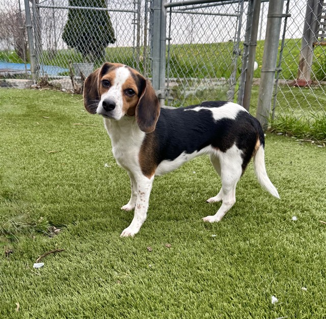 Beagle