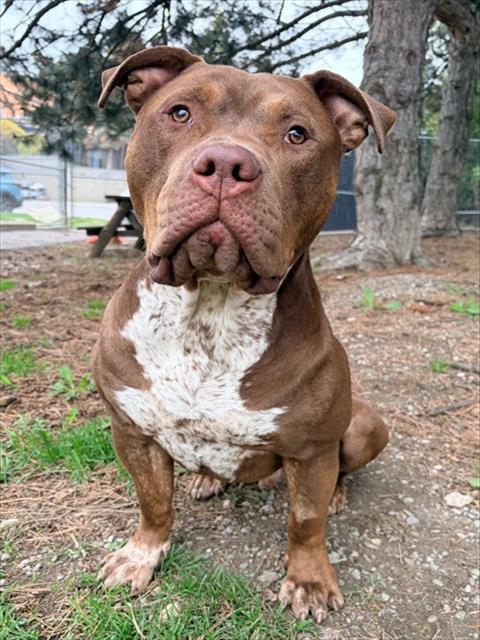 Chulo