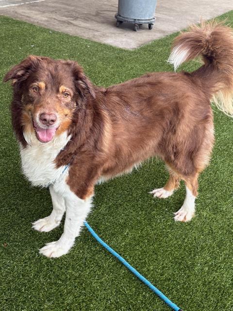 SHELDON, adoptable senior Australian Shepherd