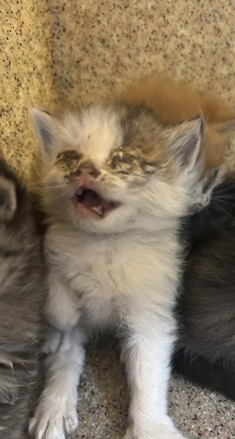 Image_A311255