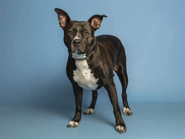 Image of Elsa the dog